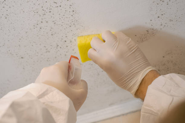 Trusted Mount Joy, PA Mold Inspection, Removal & Remediation Experts